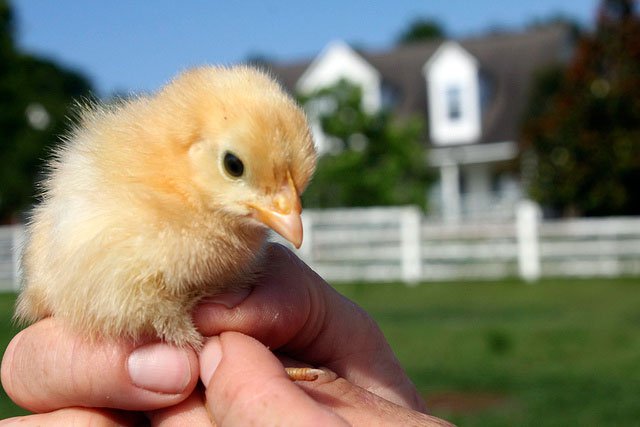 A person holding a baby chicken.